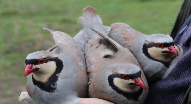 'Baskın keklik' yöntemiyle dev envanter