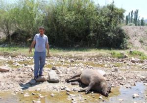 OLTU'DA DOMUZ NÖBETİ 