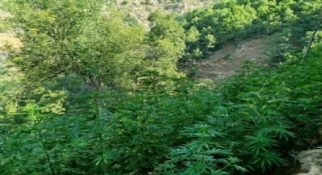 18 bin kök kenevir bitkisi ele geçirildi
