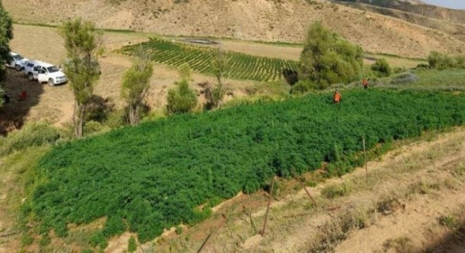 3.5 milyar lira değerinde kök kenevir ele geçirildi