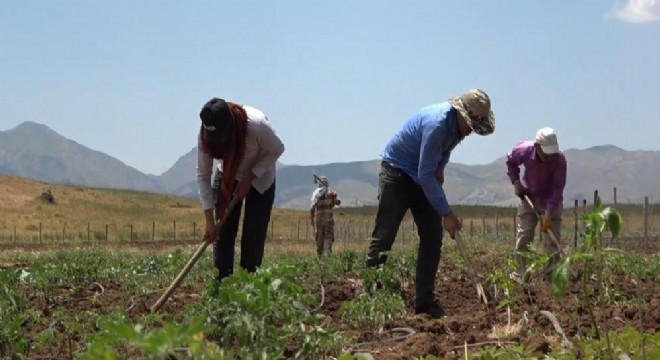 30 yıl sonra bir ilk: Köylerine dönüp tarıma başladılar