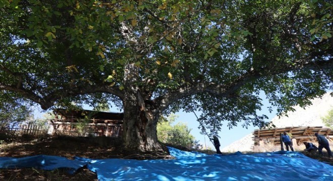 620 yıllık ceviz ağacında hasat