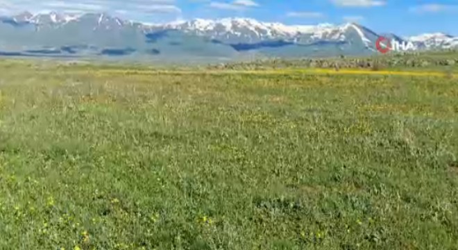 Aziziye'de dağlar çiçeklerle bezendi