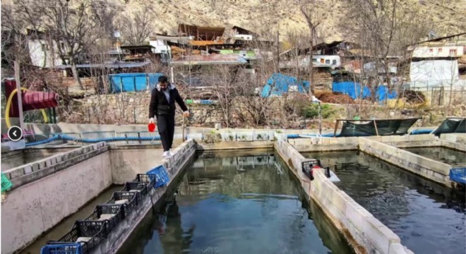 Bağbaşı'nda 300 bin balık telef oldu