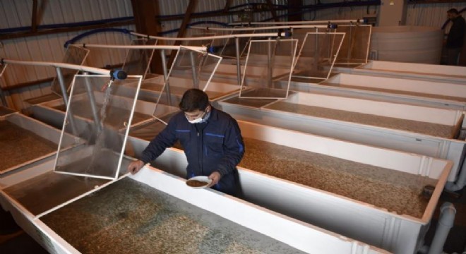 Büyükşehir'den su ürünleri yatırımı