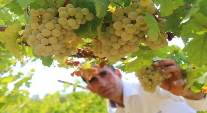 DAP BKİ'dan meyve üretimine destek