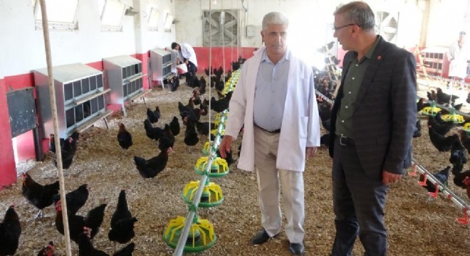 DAP BKİ'den Tavukçuluk desteği