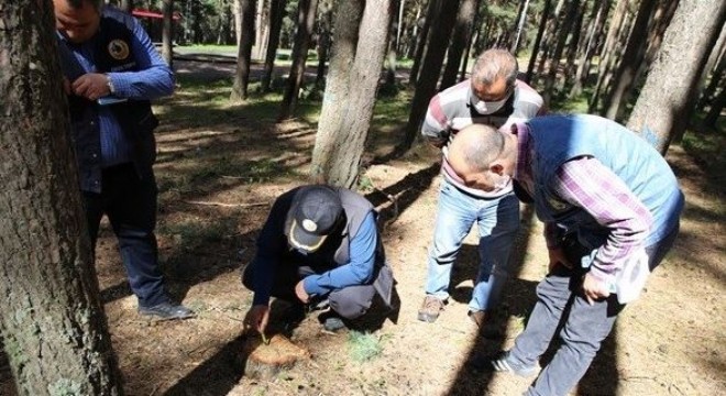 Doğu Anadolu'da ormancılık gündemi