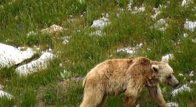 Doğu'da tabiat Kış uykusundan uyandı