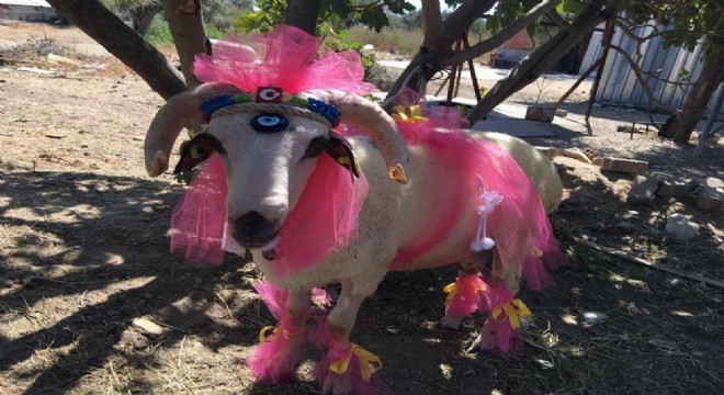 Doğu'da yaşatılan gelenek: Nişan Koçu