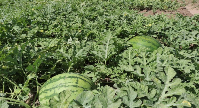 Erzurum Karpuz üretiminde 64'üncü sırada