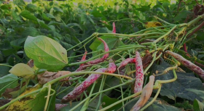 Erzurum'un bereket simgesi oldu