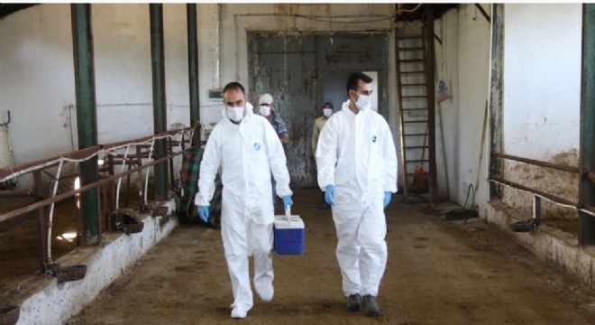 Erzurum'da besicilere şap aşısı uyarısı