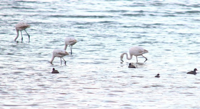 Flamingolar Van Gölü Havzası'na geri döndü