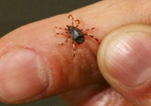 KENEYLE MÜCADELENİN YOLLARI