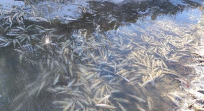 Karasu'da endişe veren görüntü