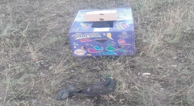 Kaçak avcılara ceza yağdı