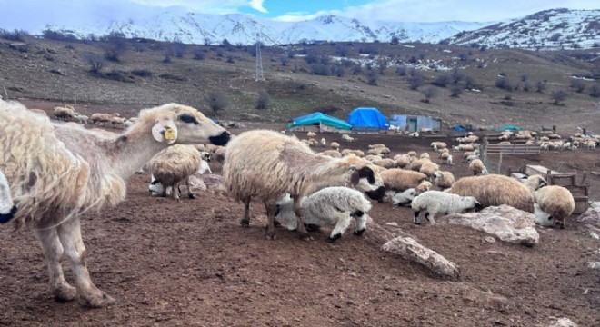 Koyun - kuzu buluşmaları renkli görüntüler sundu