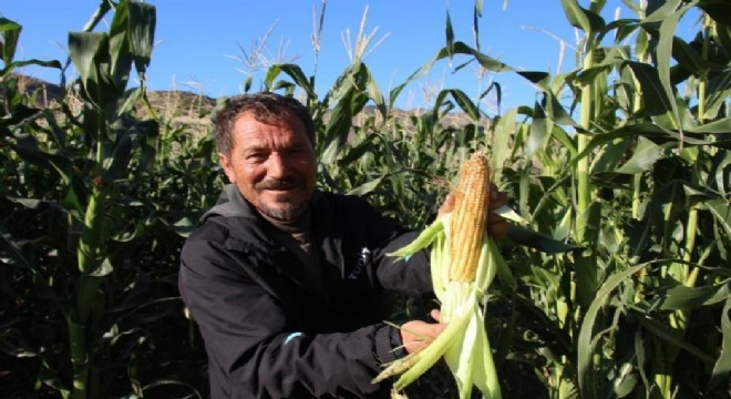 Olur'da mısır hasadı başladı