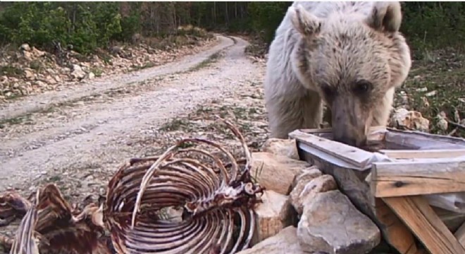 Olur'da yaban yaşamı fotokapanla görüntülendi