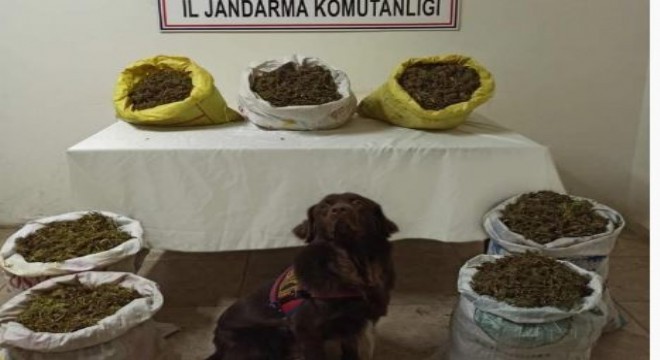 Pasinler'de 45 kilo esrar ele geçirildi