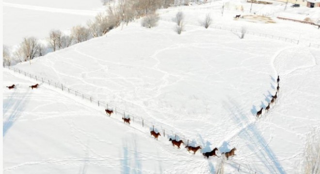 Türkiye'nin yarış atları üzerinde yetiştiriliyor