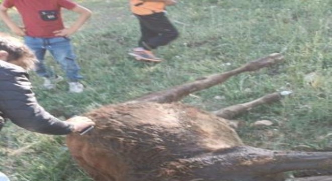 Uzunyayla'da kavga: 1 yaralı
