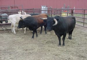 BOĞALAR BAĞIRSAKLARINI PATLATTI