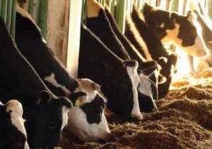 DİŞİ HAYVAN KESİMİ YASAKLANSIN