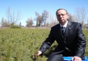 AĞAÇLANDIRMADA DERECEYE GİRDİK