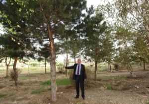 Hilalkent'in Altına Piknik Alanı 