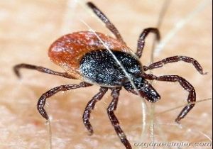 İki Ayda 3 Kişi Keneden Öldü 