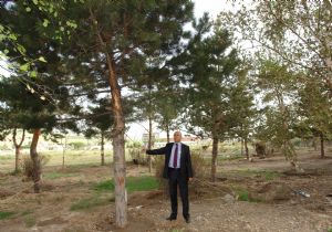 Erzurum'a yeni piknik alanı