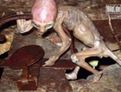 Dünya bu yaratığı konuşuyor