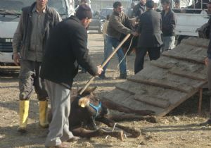 Bunun adı Vahşet..