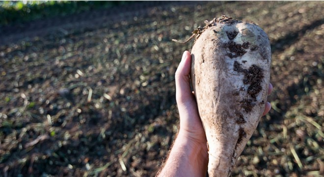 Şeker pancarı alım fiyatı açıklandı